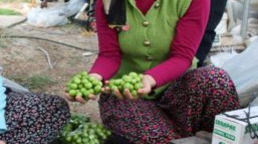 Silifke T&uuml;rkiye&rsquo;nin ilk bodur can eriğini yetiştirdi
