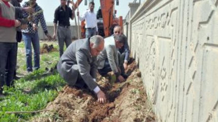 Batman Belediyesi yeni mezarlığa 500 fidan dikti