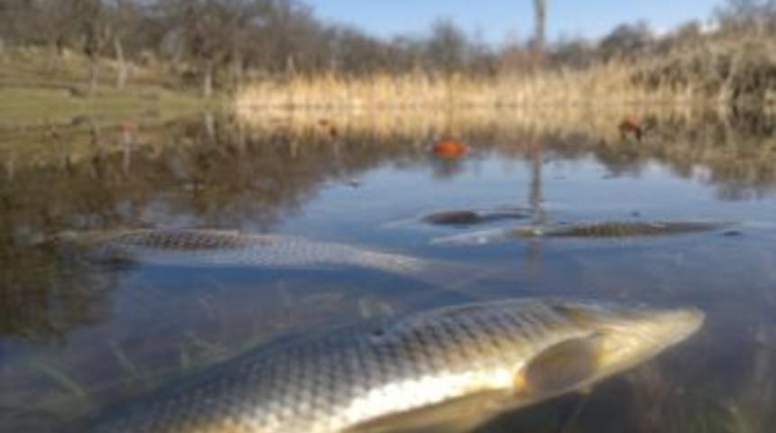 Posof'taki balık &ouml;l&uuml;mleri endişelendirdi