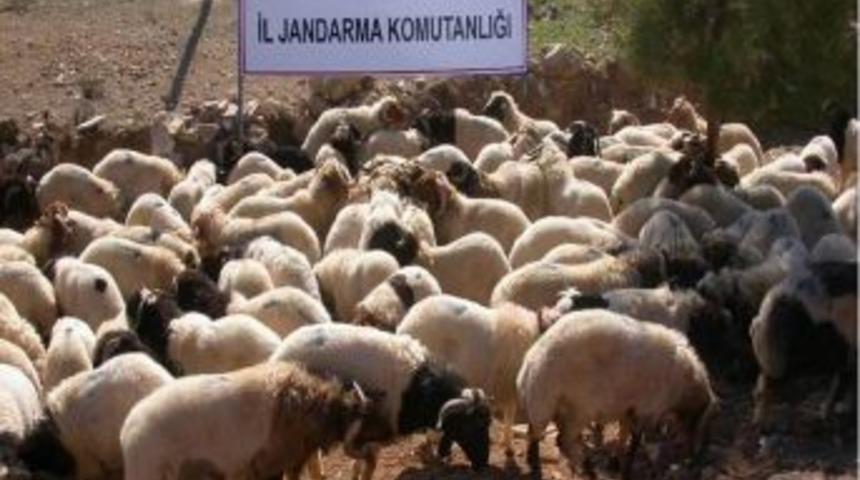 Sınırda Ka&ccedil;ak Koyun Yakalandı