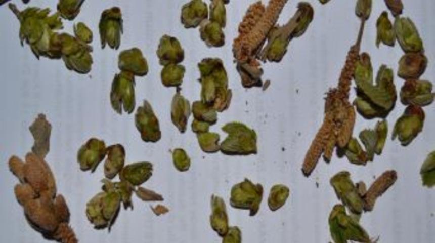 "Don ve fırtına 2012 &uuml;r&uuml;n&uuml; fındığa zarar verdi"