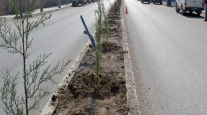 İskilip Belediyesi 2 bin fidanı toprakla buluşturacak