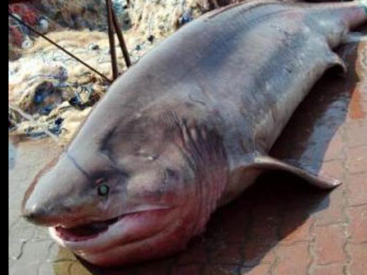 Marmara'da 1 tonluk köpek balığı yakalandı