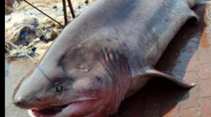 Marmara'da 1 tonluk k&ouml;pek balığı yakalandı