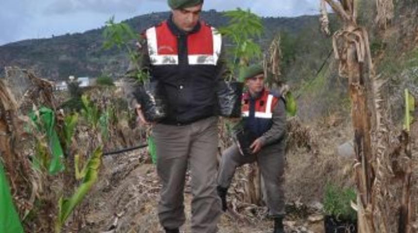 Alanya&rsquo;da esrar operasyonu