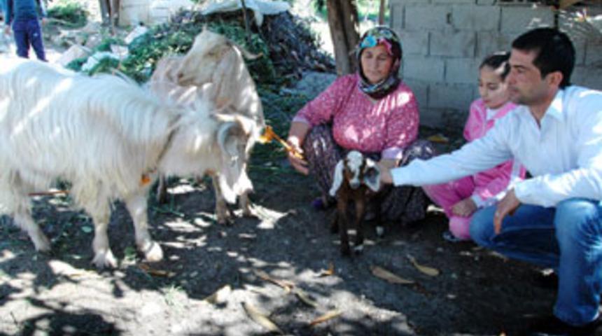 Ke&ccedil;i, kuzu doğurdu