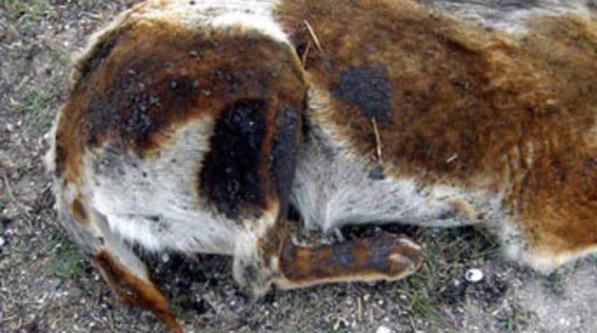 K&ouml;pek katliamına su&ccedil; duyurusu