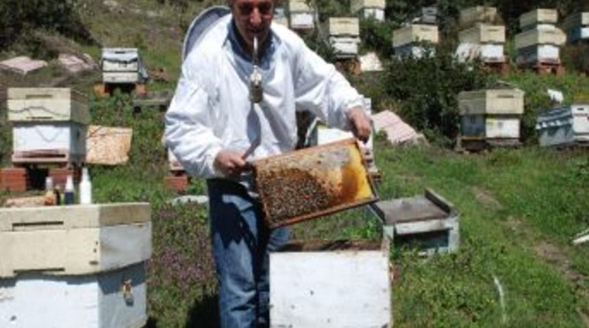 "Arı zehri &uuml;retimine izin versinler &uuml;lke ekonomisi kurtulsun"