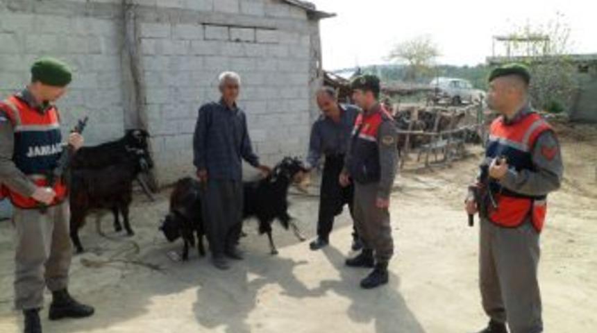 &Ccedil;aldığı hayvanları pazarda satarken yakalandı