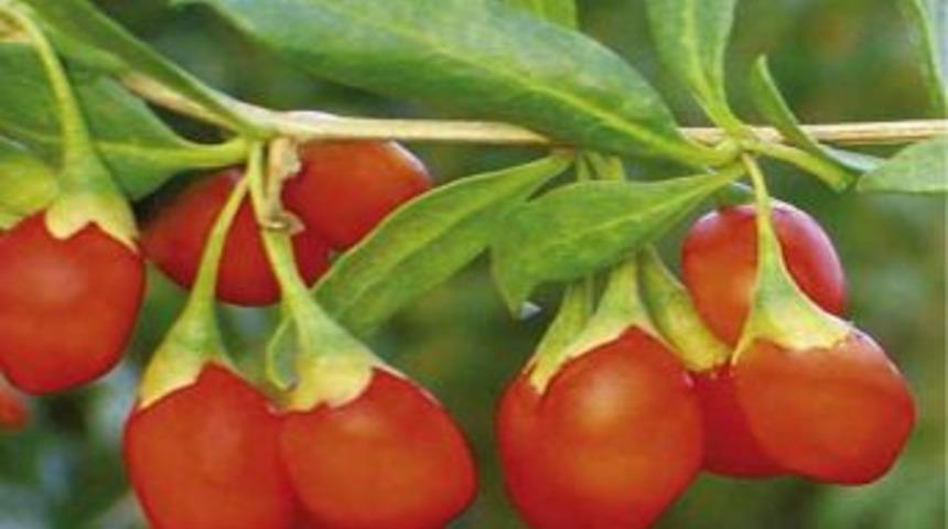 S&uuml;per meyve &lsquo;goji berry&rsquo; Alanya&rsquo;da toprakla buluştu