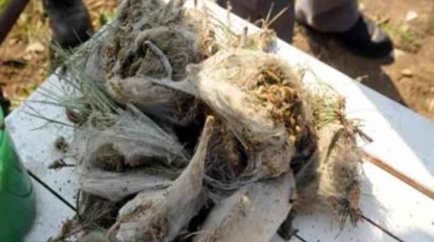 Ormanları yırtıcı b&ouml;cekler koruyor