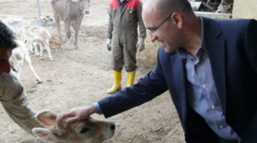 Batman&rsquo;da s&uuml;t sığırcılığına 4 milyon liralık destek