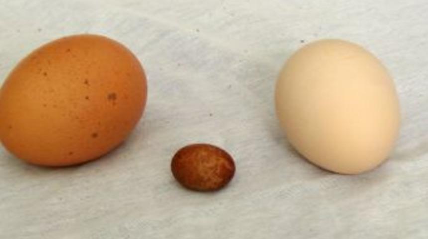 D&uuml;nyanın en k&uuml;&ccedil;&uuml;k tavuk yumurtasına aday İstanbul&rsquo;dan