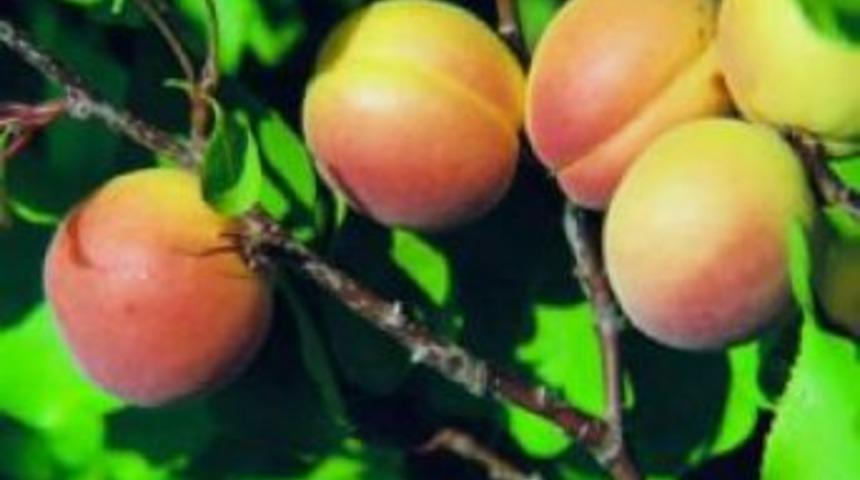 Tarım M&uuml;d&uuml;rl&uuml;ğ&uuml;nden İla&ccedil;lama Uyarısı