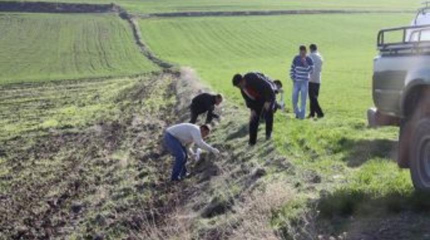 Ko&ccedil;ak: Tarla fareleri ile m&uuml;cadelenin şimdi tam zamanı