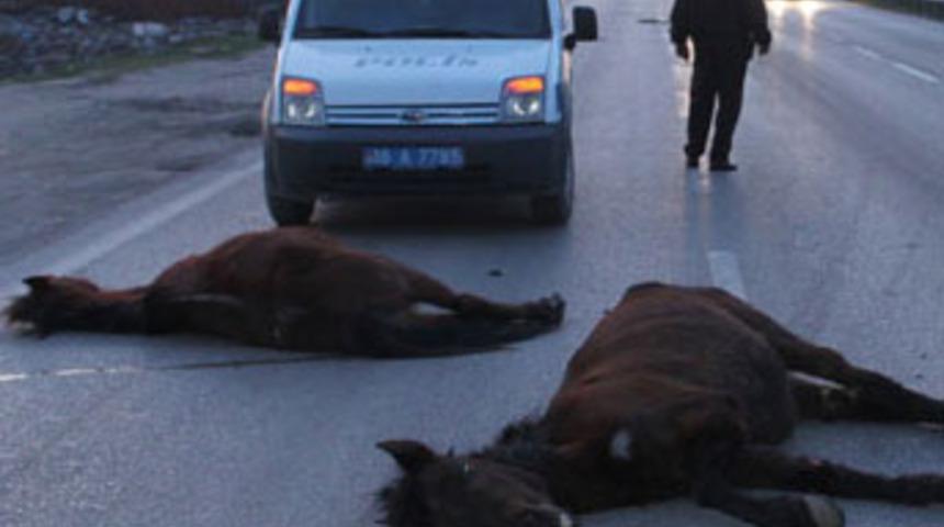 Minib&uuml;s atlara &ccedil;arptı