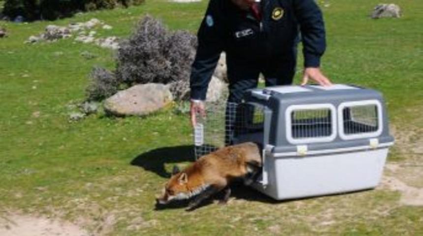İzmir şehir merkezinde bulunan tilki, şahin ve atmaca doğal yaşama geri d&ouml;nd&uuml;