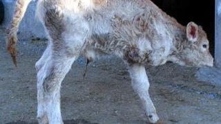 Üç ayaklı buzağı şaşırttı