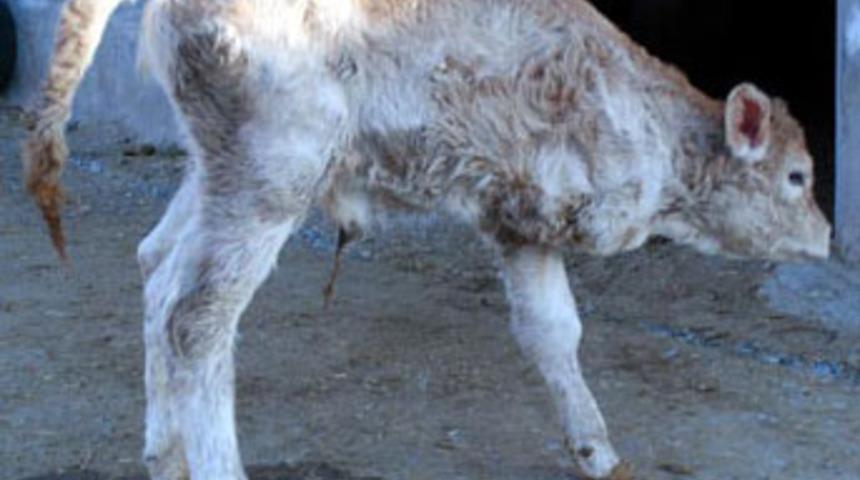 Üç ayaklı buzağı şaşırttı