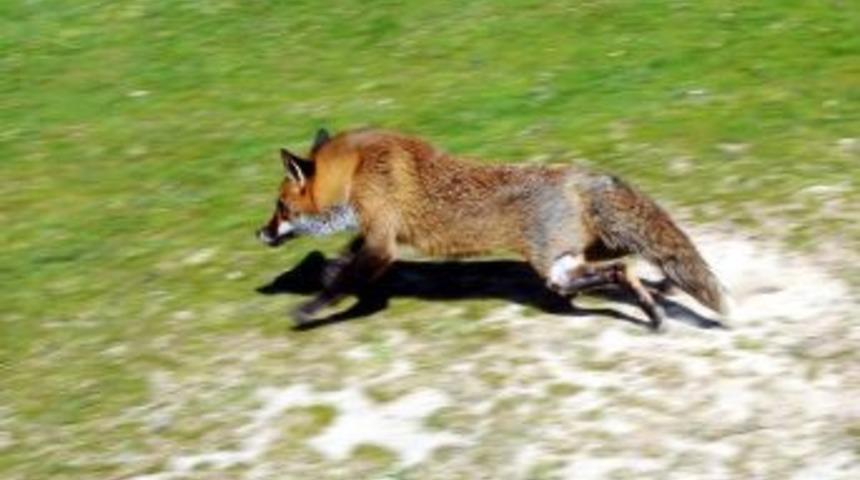 Kent Merkezinde Bulunan Tilki Doğal Yaşama Bırakıldı