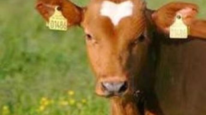 Samsun&rsquo;da k&uuml;pesiz hayvan kalmayacak