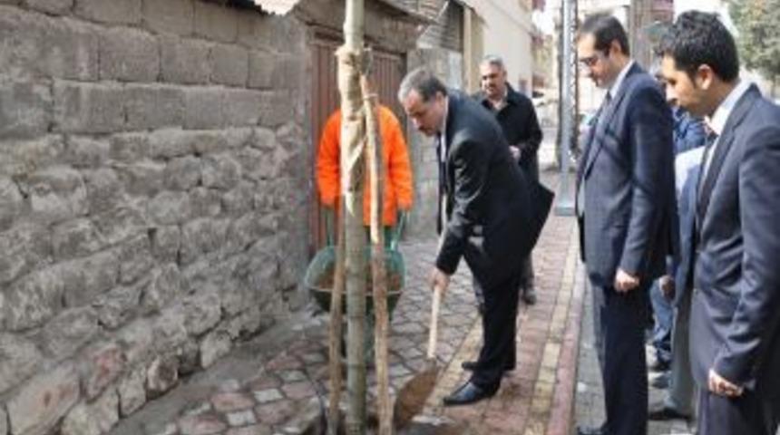 Malatya'da kent merkezine 2 bin 200 ağa&ccedil; dikilecek