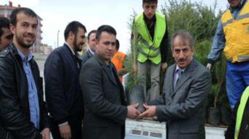 Pursaklar Belediyesi &ccedil;am fidanı dağıttı