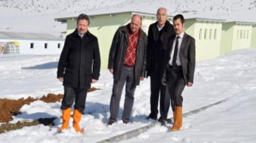 Sokak hayvanları modern evlerine kavuşuyor