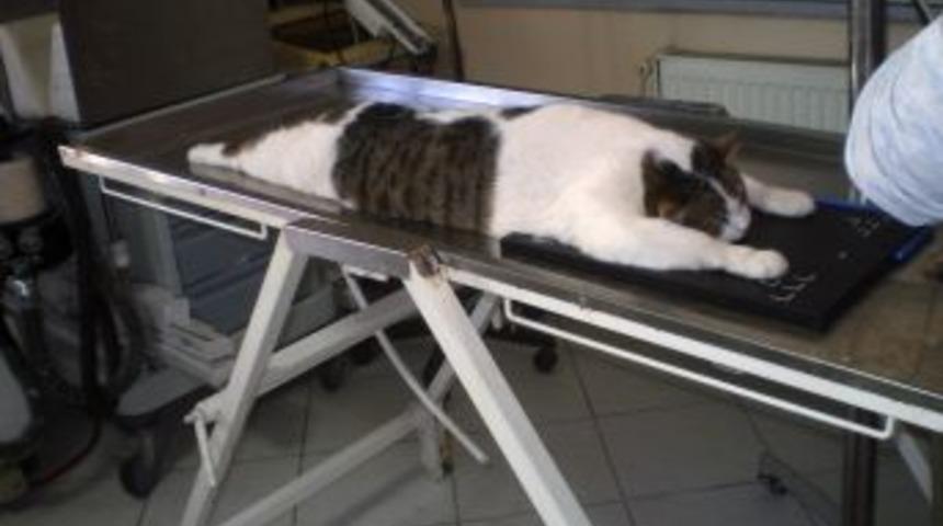 Kediyi diyet programına aldı