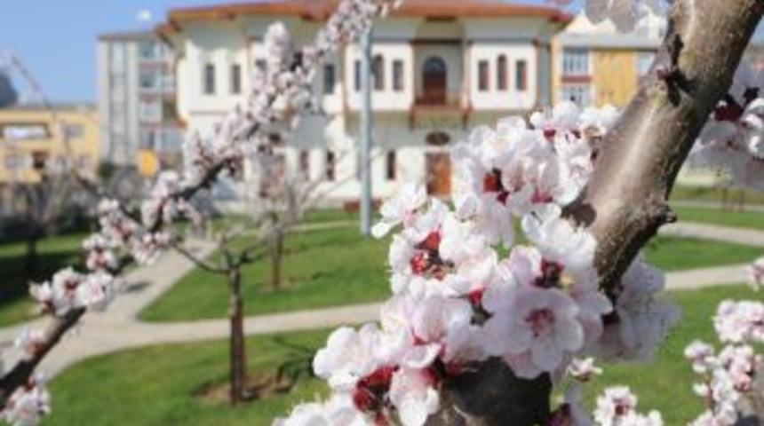 Nostalji bah&ccedil;eleri &ccedil;i&ccedil;ek a&ccedil;tı