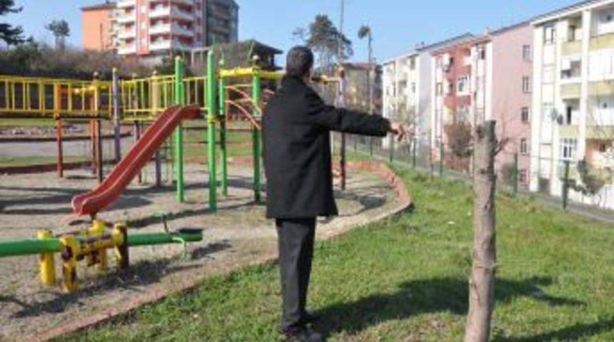Alaplı'da parktaki ağa&ccedil;ların kesilmesine tepki