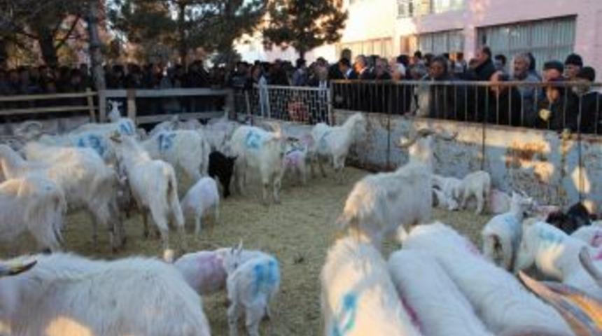 &Ccedil;andır&rsquo;da 15 &ccedil;ift&ccedil;iye 315 saanen ke&ccedil;isi dağıtıldı