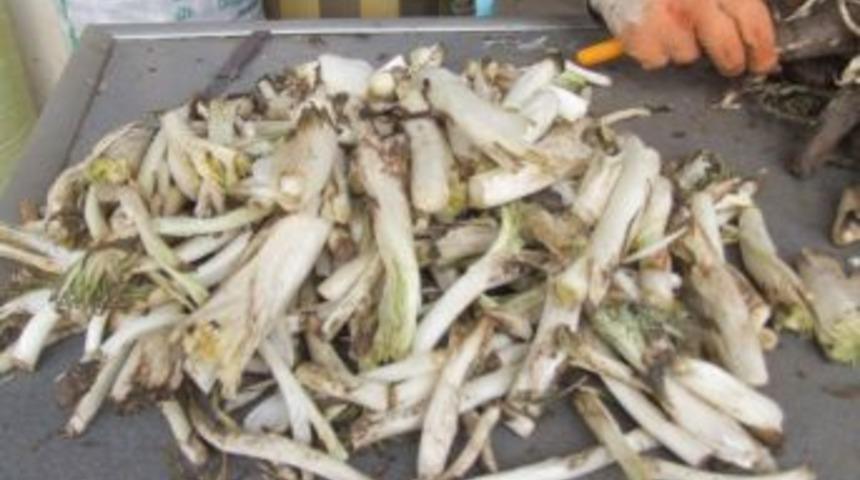 Y&ouml;resel Yiyecek Kenger &Ccedil;ıktı