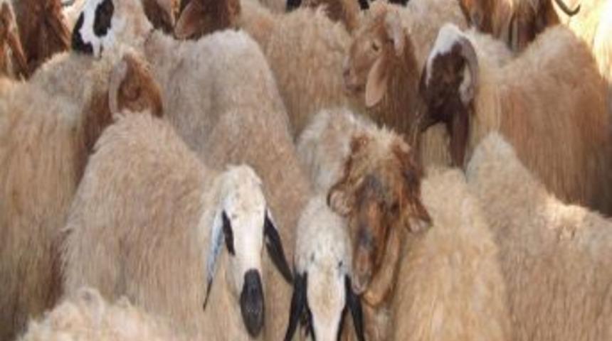 Suriye Sınırında Koyun Ka&ccedil;ak&ccedil;ılığı