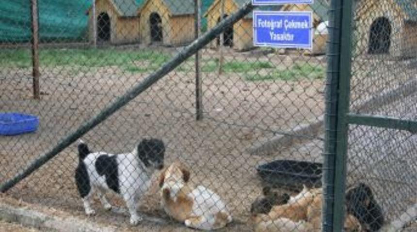Sokak Hayvanları Kendilerini Sokağa Bırakmayacak Vatandaşları Bekliyor