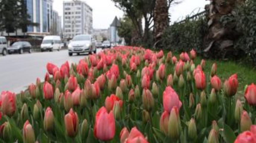 Samsun'da lale ve s&uuml;mb&uuml;ller baharı m&uuml;jdeliyor