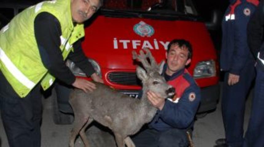 Yaralı Karacanın Yardımına İtfaiye Yetişti