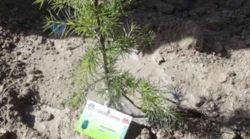 Peygamberin 'g&ouml;kteki yıldızlar' diye nitelendirdiği sahabeler i&ccedil;in 10 bin fidan