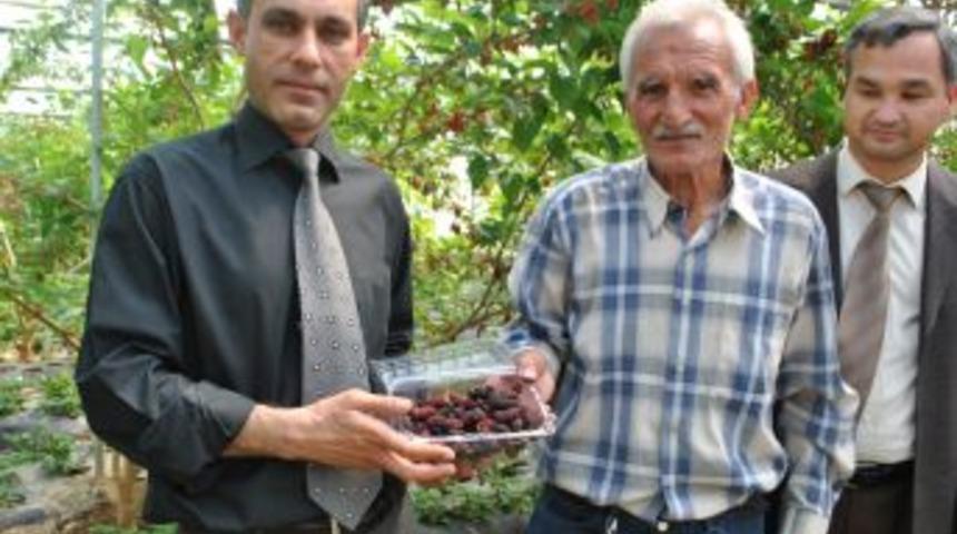 Silifke&rsquo;de serada dut hasadı başladı