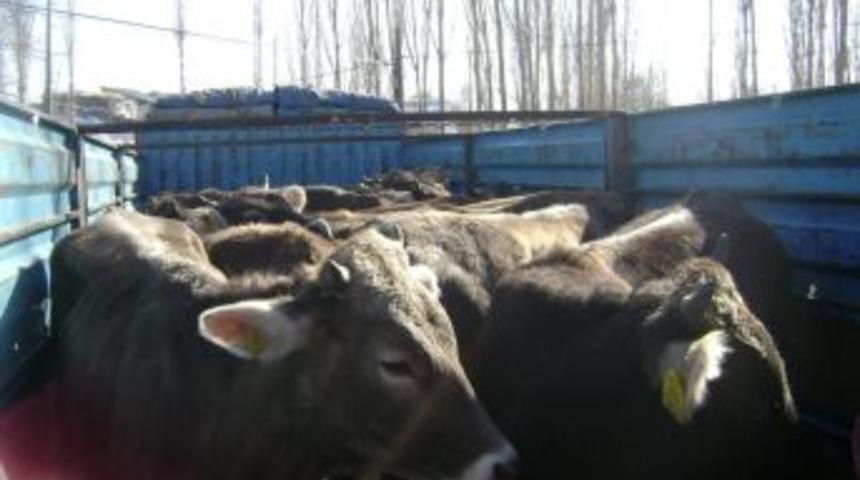 Kağızman&rsquo;da Brusella Hastalığı,