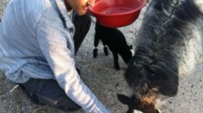 Romanov Koyunları Malatya İklimine Uydu