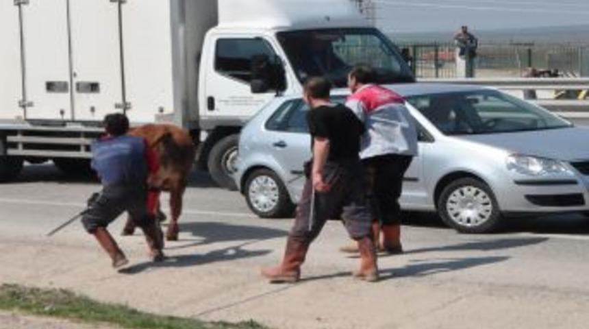 Keşan&rsquo;da mezbahadan ka&ccedil;an boğa ortalığı birbirine kattı