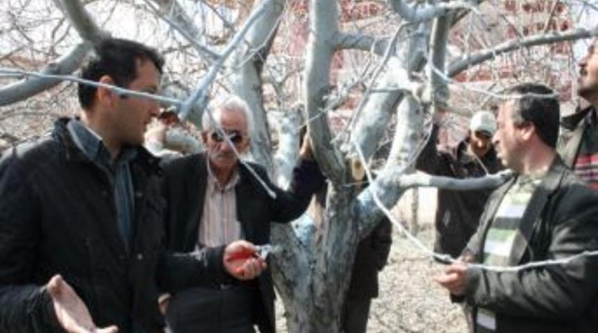 "Meyve ağa&ccedil;larından kaliteli &uuml;r&uuml;n almak i&ccedil;in budama şart"