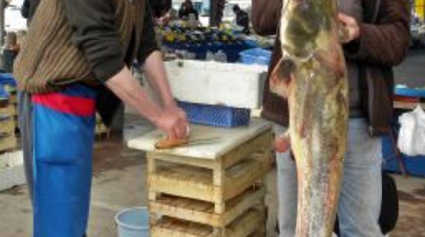 20 kiloluk yayın balığı pazarın ilgi odağı oldu