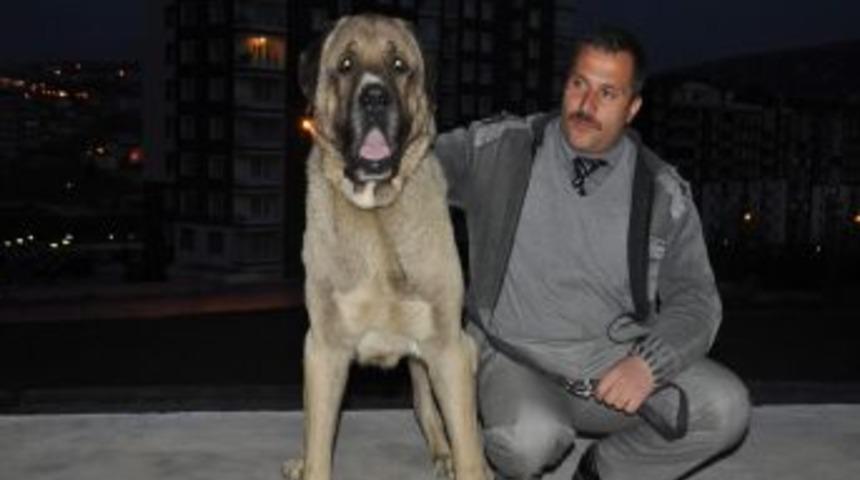 &Ccedil;alınan k&ouml;peğini 6 ay sonra buldu