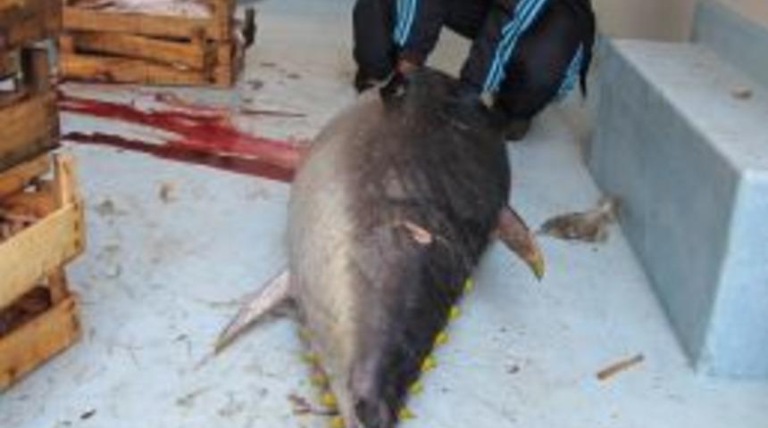 Yolunu şaşıran dev orkinos balıkçıların ağına takıldı