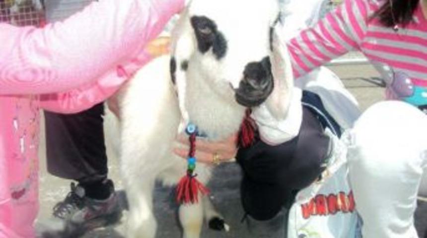 Malatya'nın en g&uuml;zel kuzusu se&ccedil;ildi