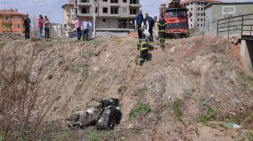 Kanala d&uuml;şen ineklerini &ccedil;ağırdığı &ccedil;ekici ile kurtardı
