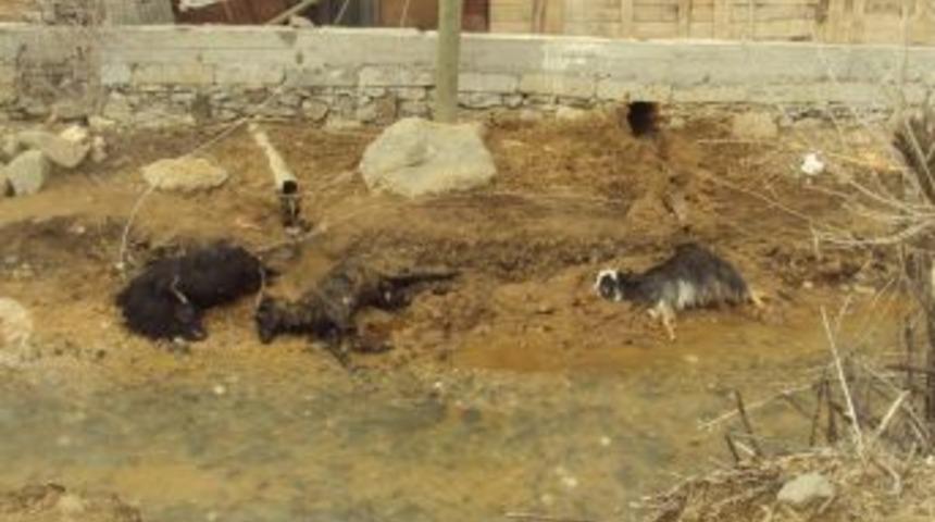 Elektrik Akımına Kapılan Ke&ccedil;iler Telef Oldu