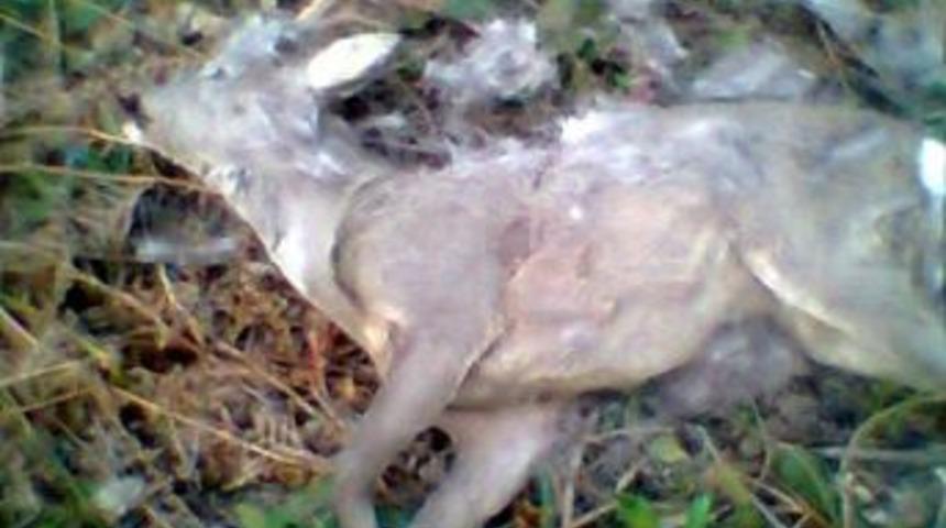 Avcılar Karaca &Ouml;ld&uuml;rd&uuml;